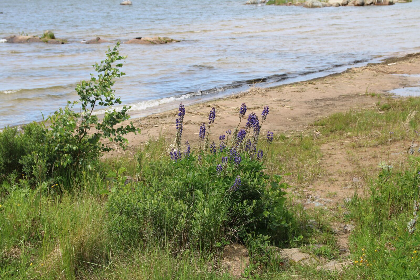 Canon EOS 750D (EOS Rebel T6i / EOS Kiss X8i) sample photo. Beach, flowers, water photography