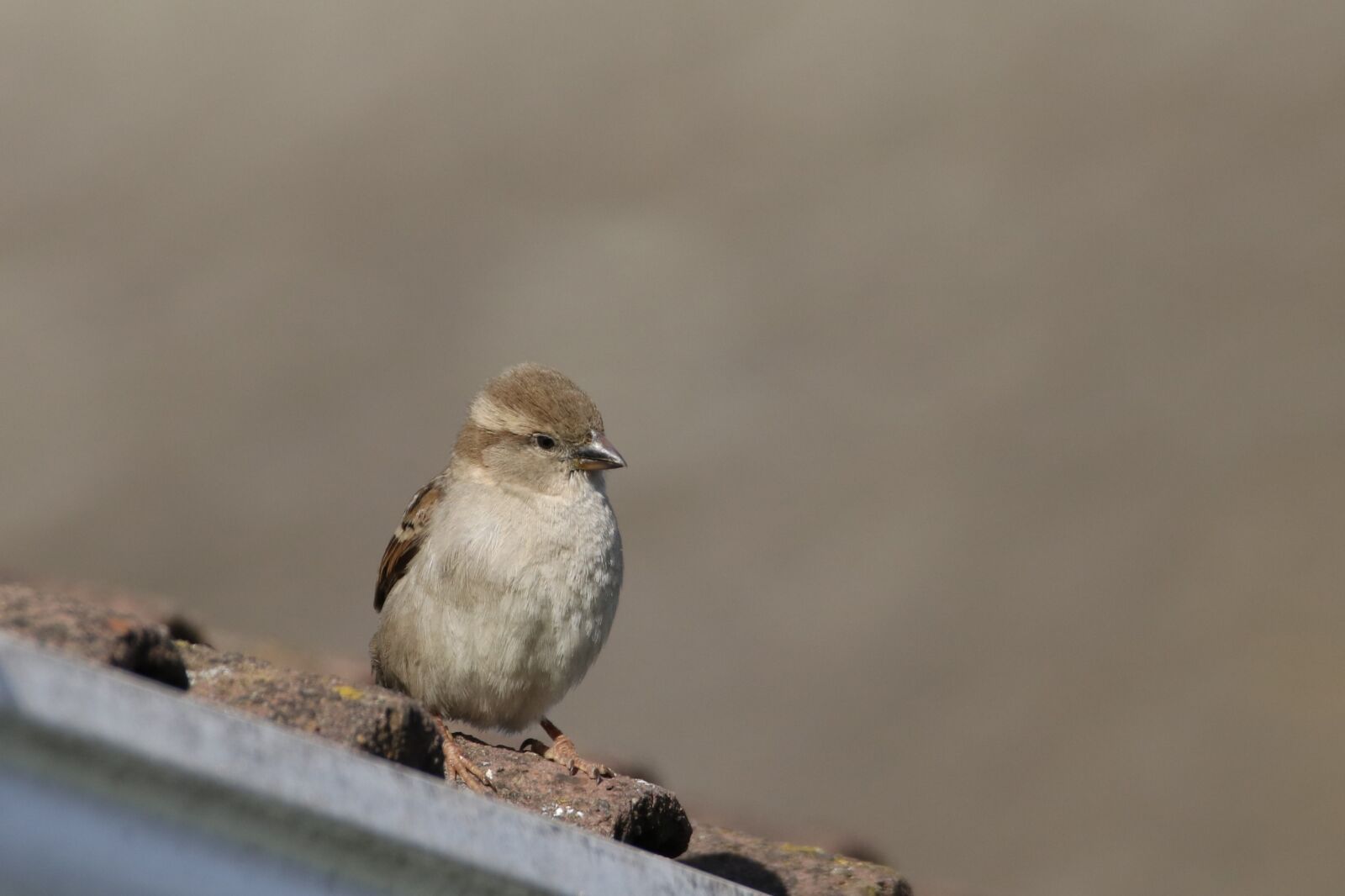 Canon EOS 80D sample photo. Sparrow, bird, wild photography