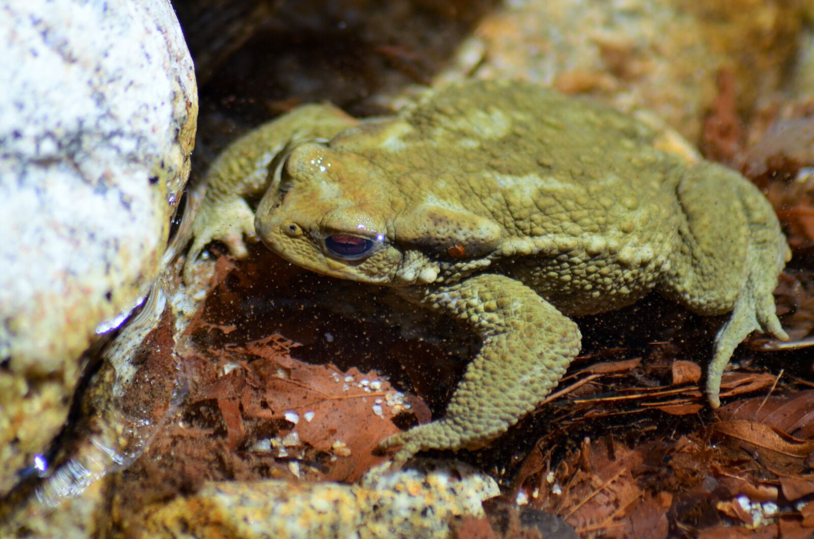 Nikon D5100 sample photo. Toad, frog, gerardo photography