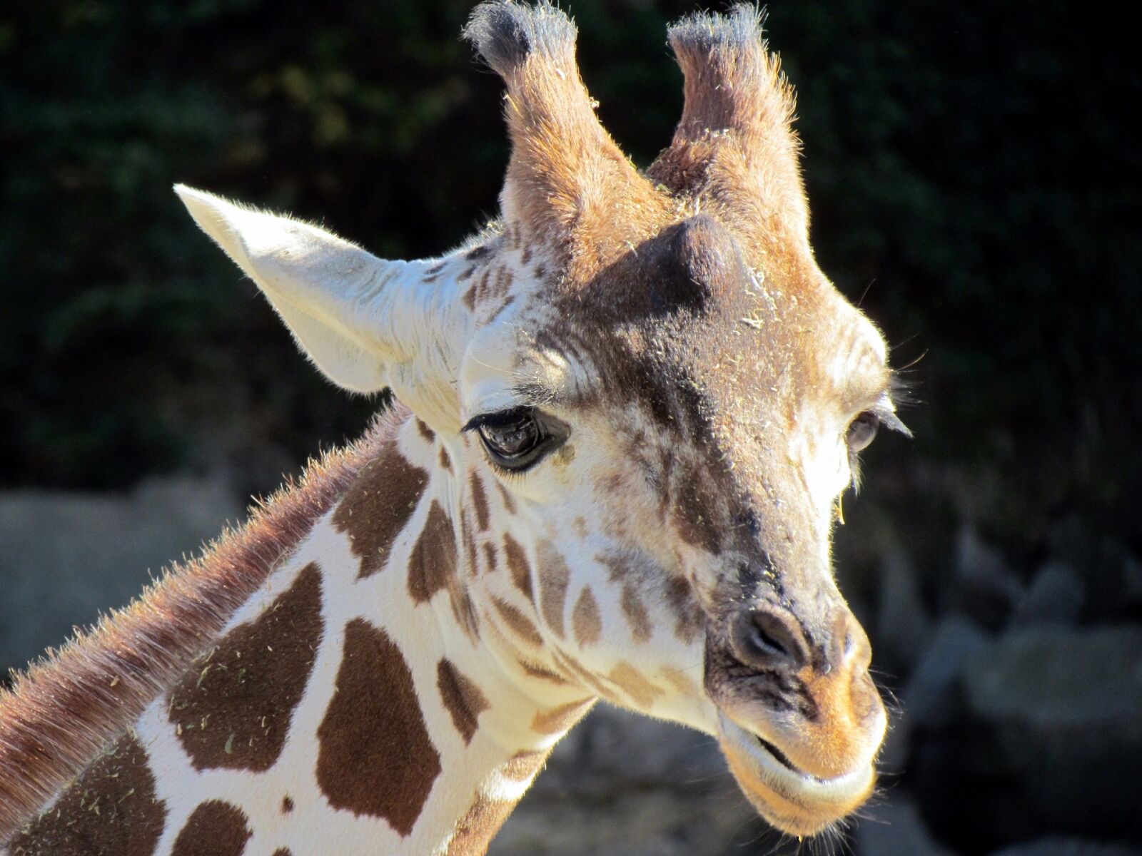 Canon PowerShot SX30 IS sample photo. Giraffe, portrait, head photography