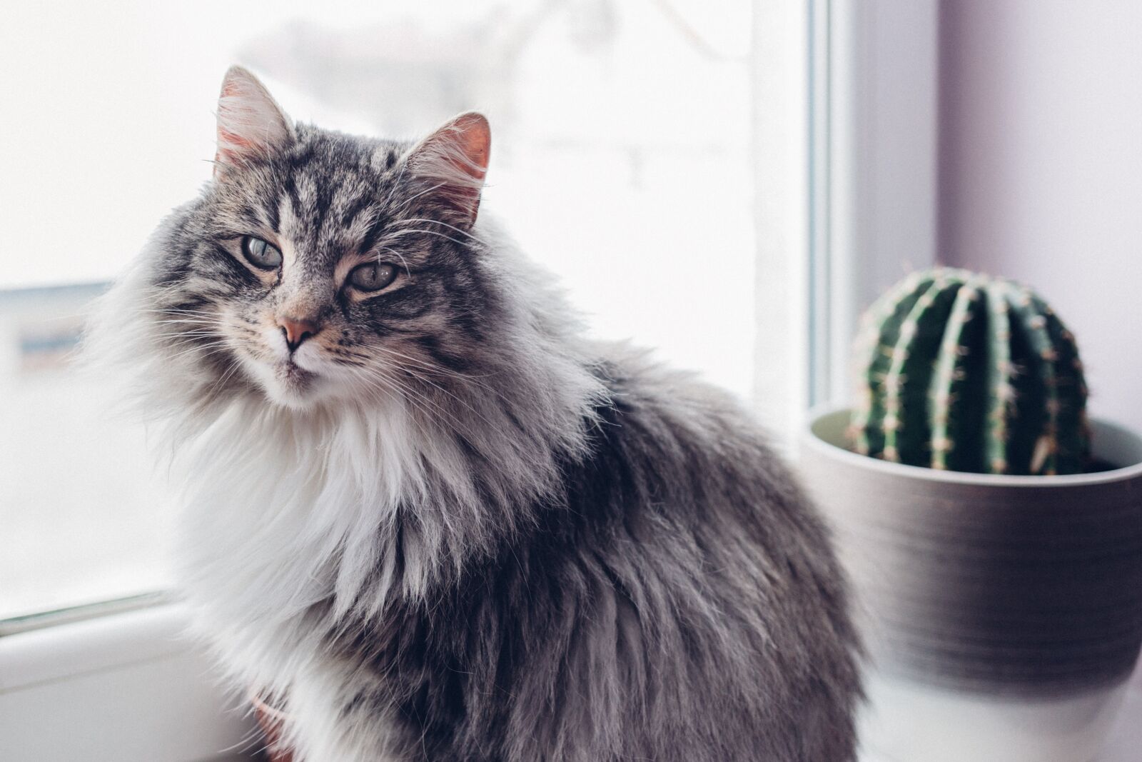 Canon EF 40mm F2.8 STM sample photo. Animals, alergy, beautiful photography