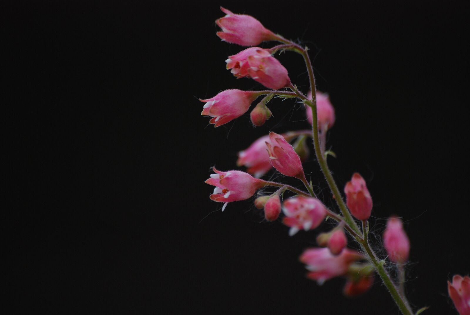 Nikon D80 sample photo. Flower, nature, leaf photography