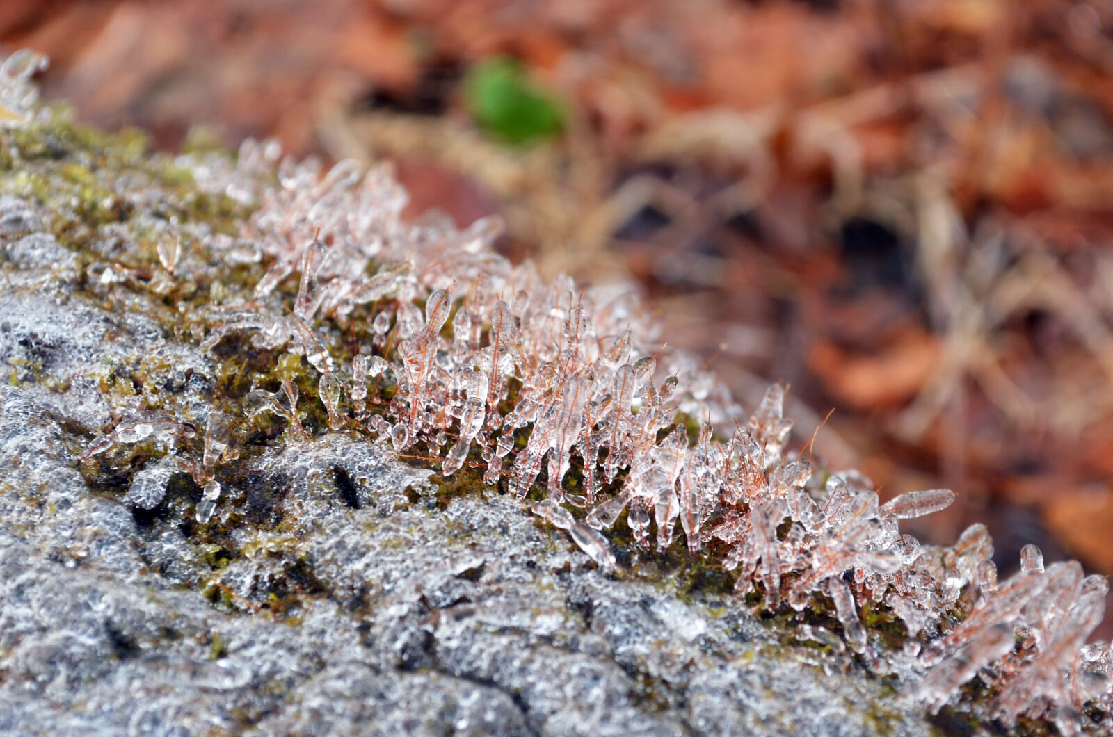Nikon D5100 sample photo. Nature, frozen moss, moss photography