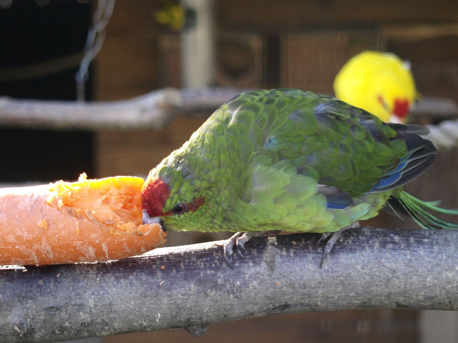 Olympus E-420 (EVOLT E-420) sample photo. Birds, parakeet, yellow photography