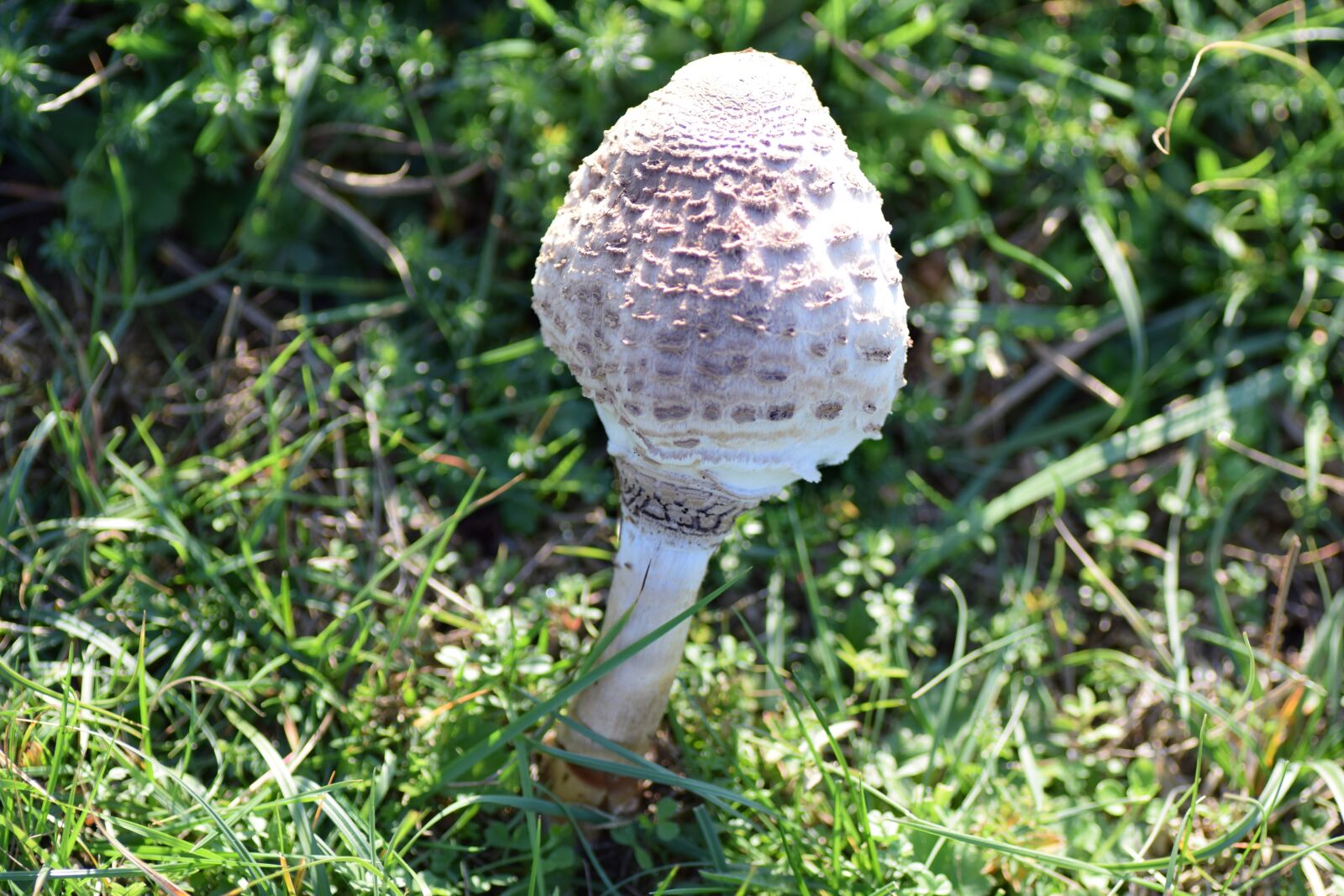 Nikon D5300 sample photo. Macrolepiota procera, agaric, mushroom photography