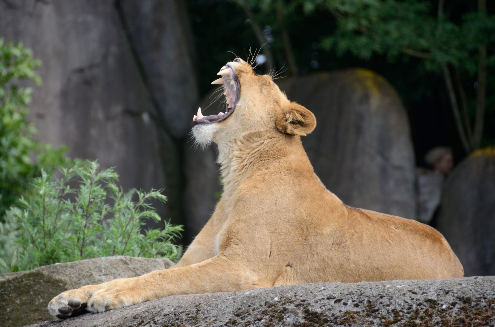 Nikon D7000 sample photo. Lion, yawn, yawning photography