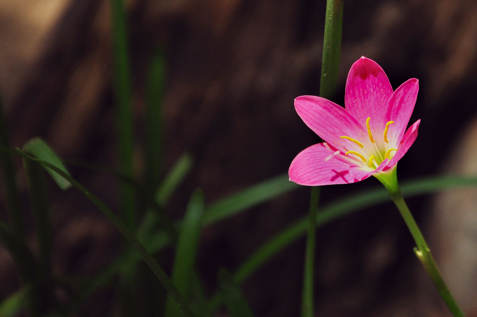 Nikon D90 sample photo. Sunshine, on, the, flower photography