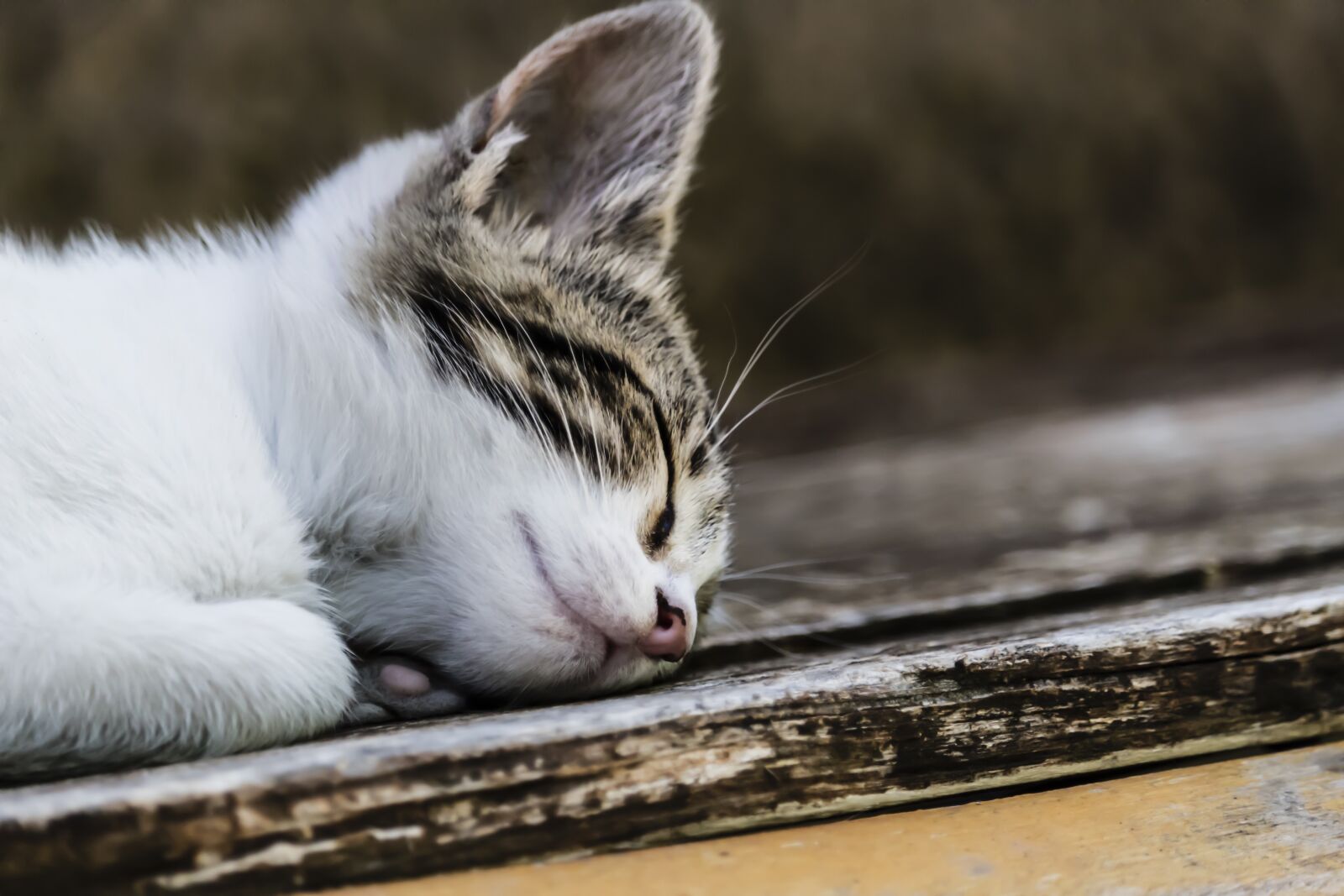 Canon EOS 1300D (EOS Rebel T6 / EOS Kiss X80) sample photo. Cat, feline, animal photography