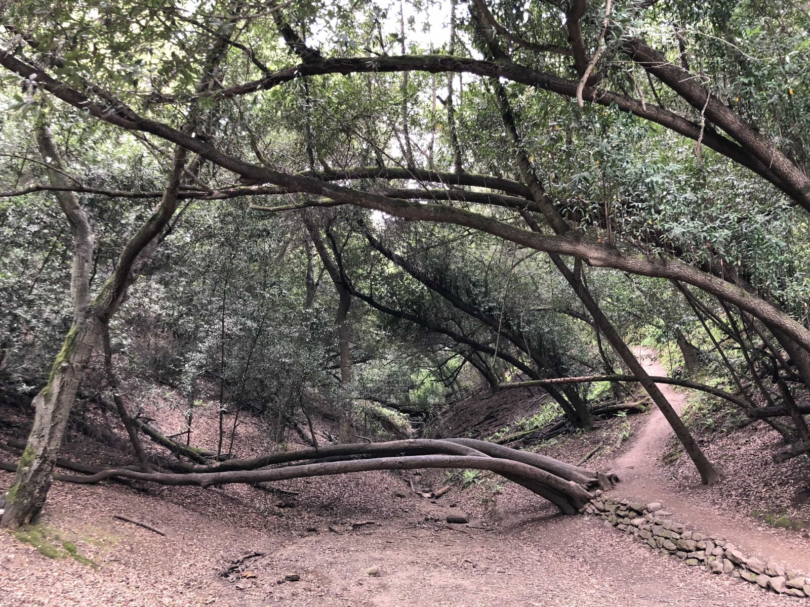 iPhone X back dual camera 4mm f/1.8 sample photo. Forest trail, vegetarian, wilderness photography