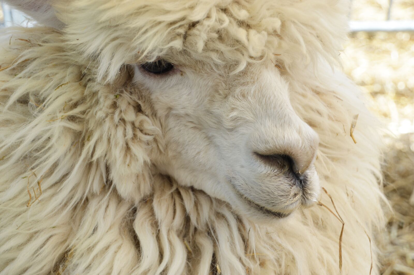 Nikon D3200 sample photo. Alpaca, animal, mammal photography