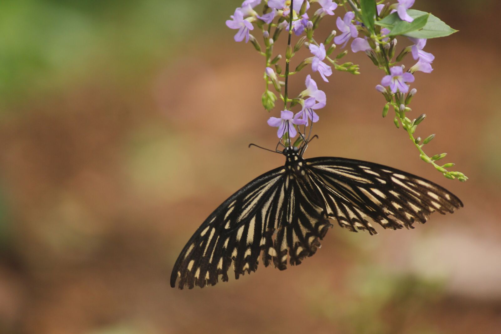 Canon EOS 550D (EOS Rebel T2i / EOS Kiss X4) sample photo. Butterfly, nectar, flower photography