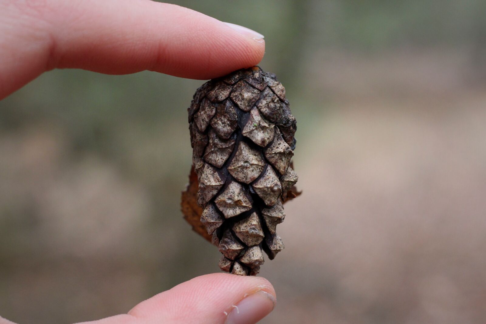 Canon EOS 700D (EOS Rebel T5i / EOS Kiss X7i) + Canon EF 50mm F1.8 STM sample photo. Pine cones, kienapfel, hand photography