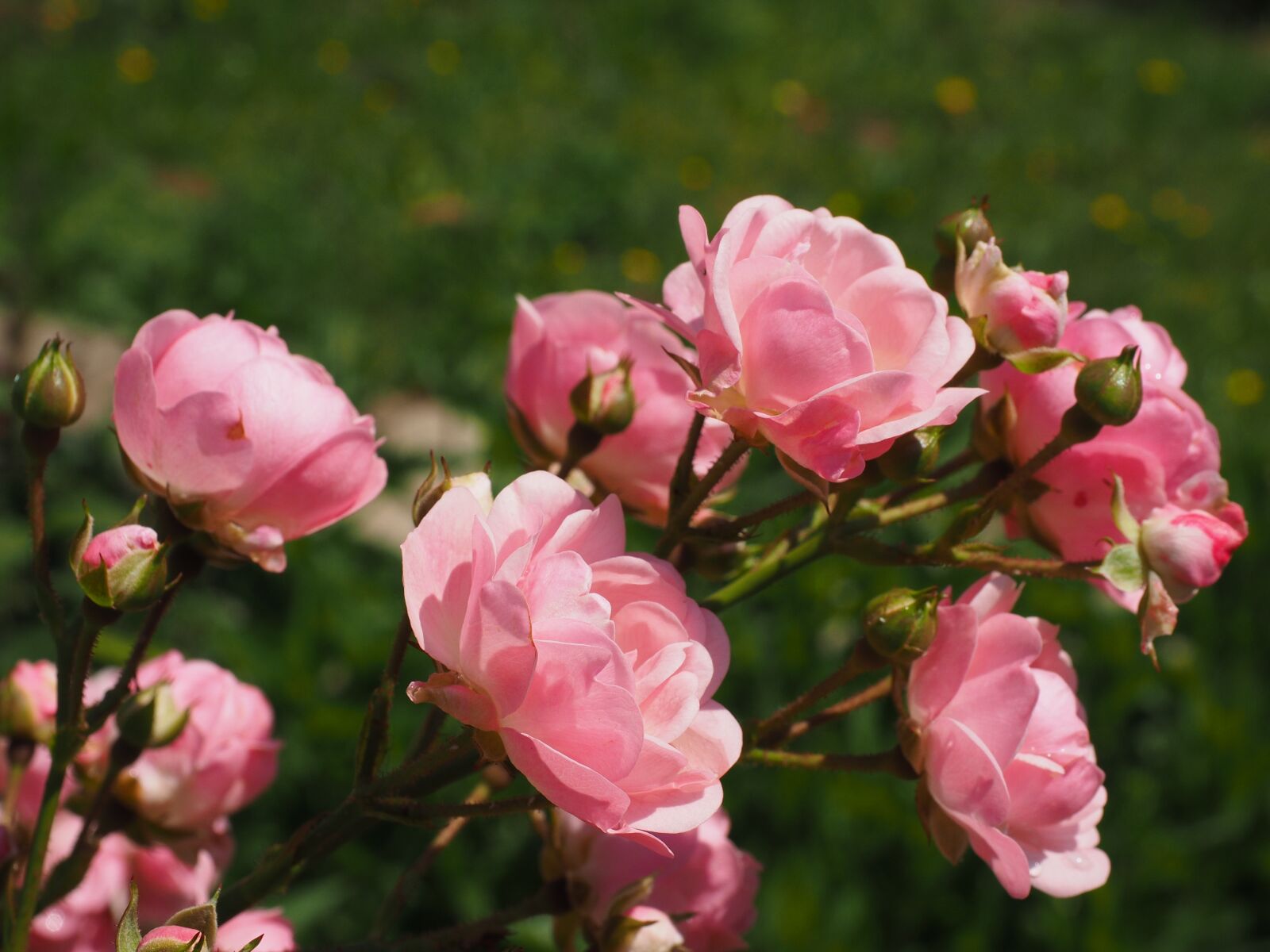 Olympus OM-D E-M1 + Olympus M.Zuiko Digital ED 12-40mm F2.8 Pro sample photo. Roses, rosebush, pink photography