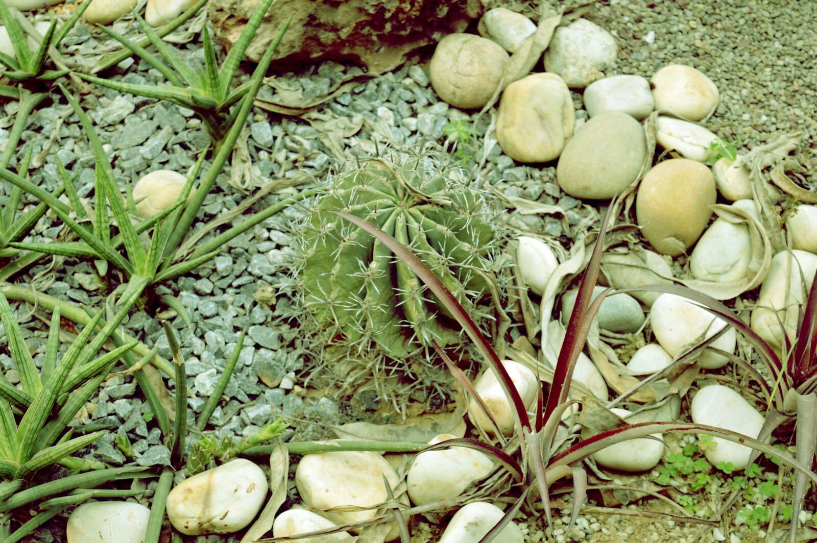 Nikon D3200 sample photo. Cactus, cactus, plant, green photography