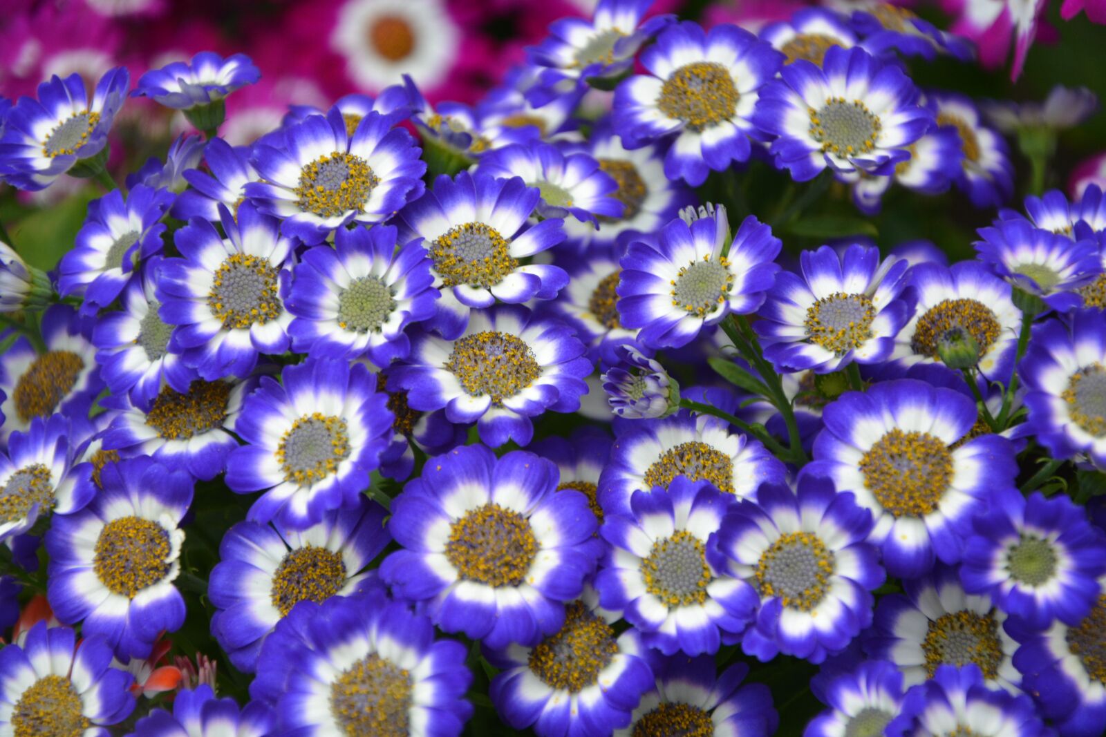 Nikon D5200 sample photo. Flower, plant venezia, nature photography