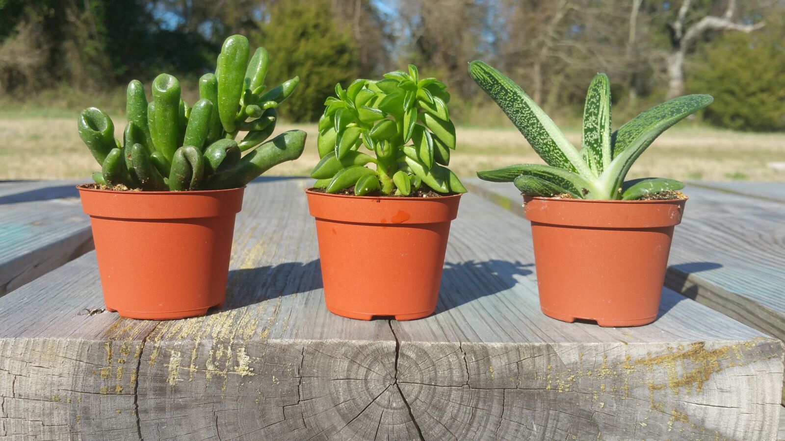 Samsung Galaxy Note4 sample photo. Succulents on bench, succulents photography