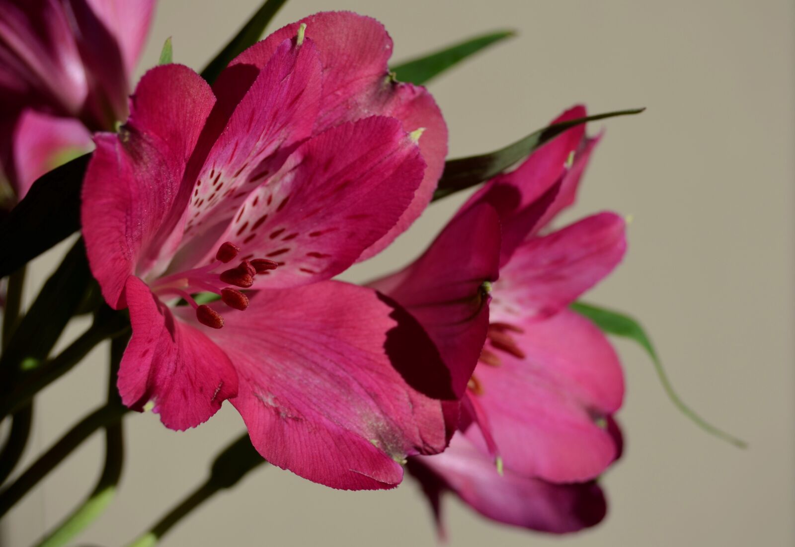 Nikon D5100 sample photo. Pink flowers, bouquet, floral photography