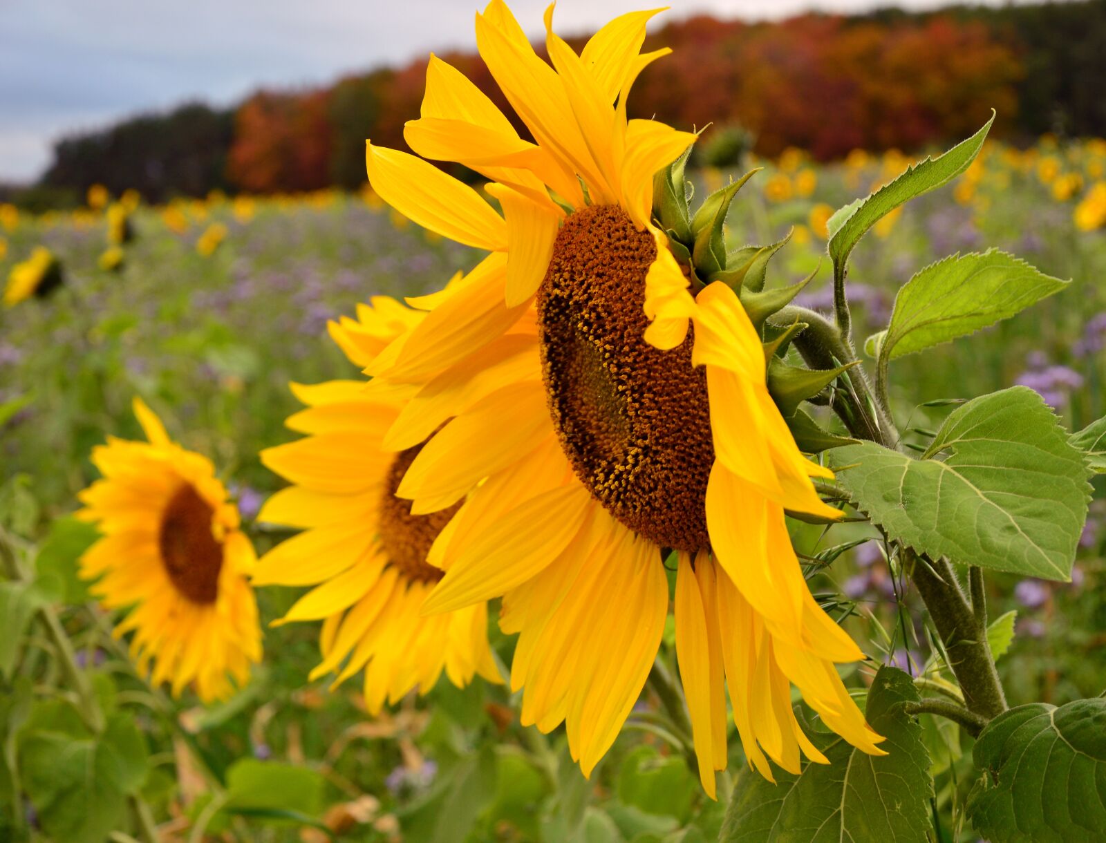 Nikon D3200 sample photo. Sunflower, flowers, plant photography