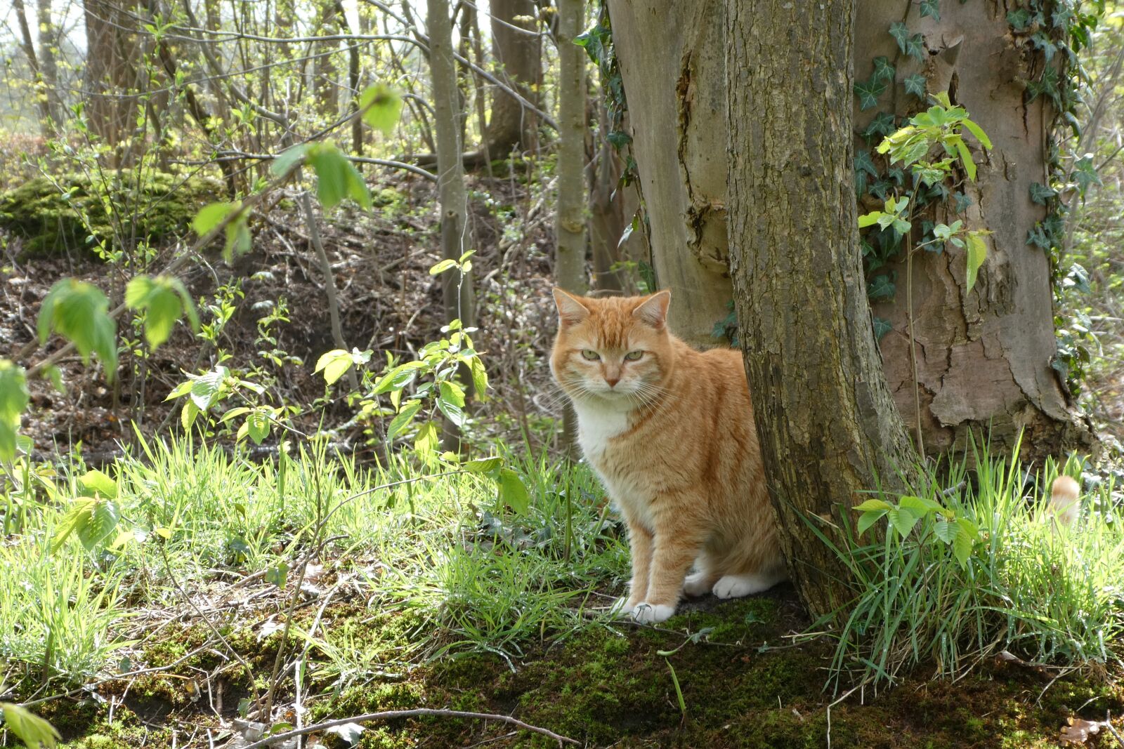 Panasonic Lumix DC-ZS70 (Lumix DC-TZ90) sample photo. Cat, garden, pet photography