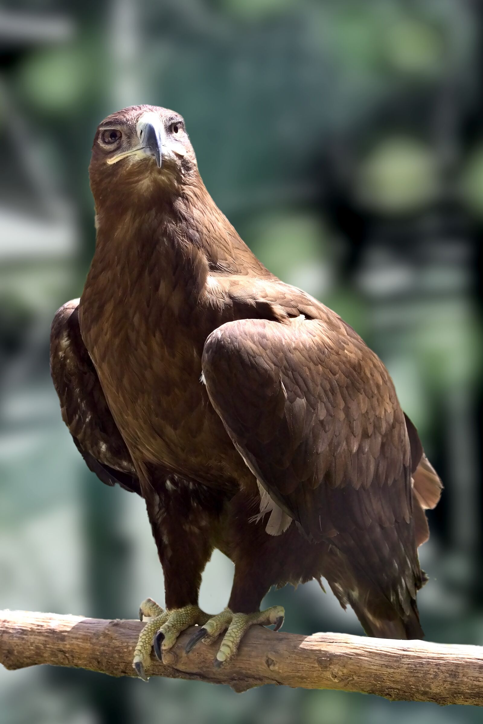Canon EOS 650D (EOS Rebel T4i / EOS Kiss X6i) sample photo. Sas, predator, bird photography