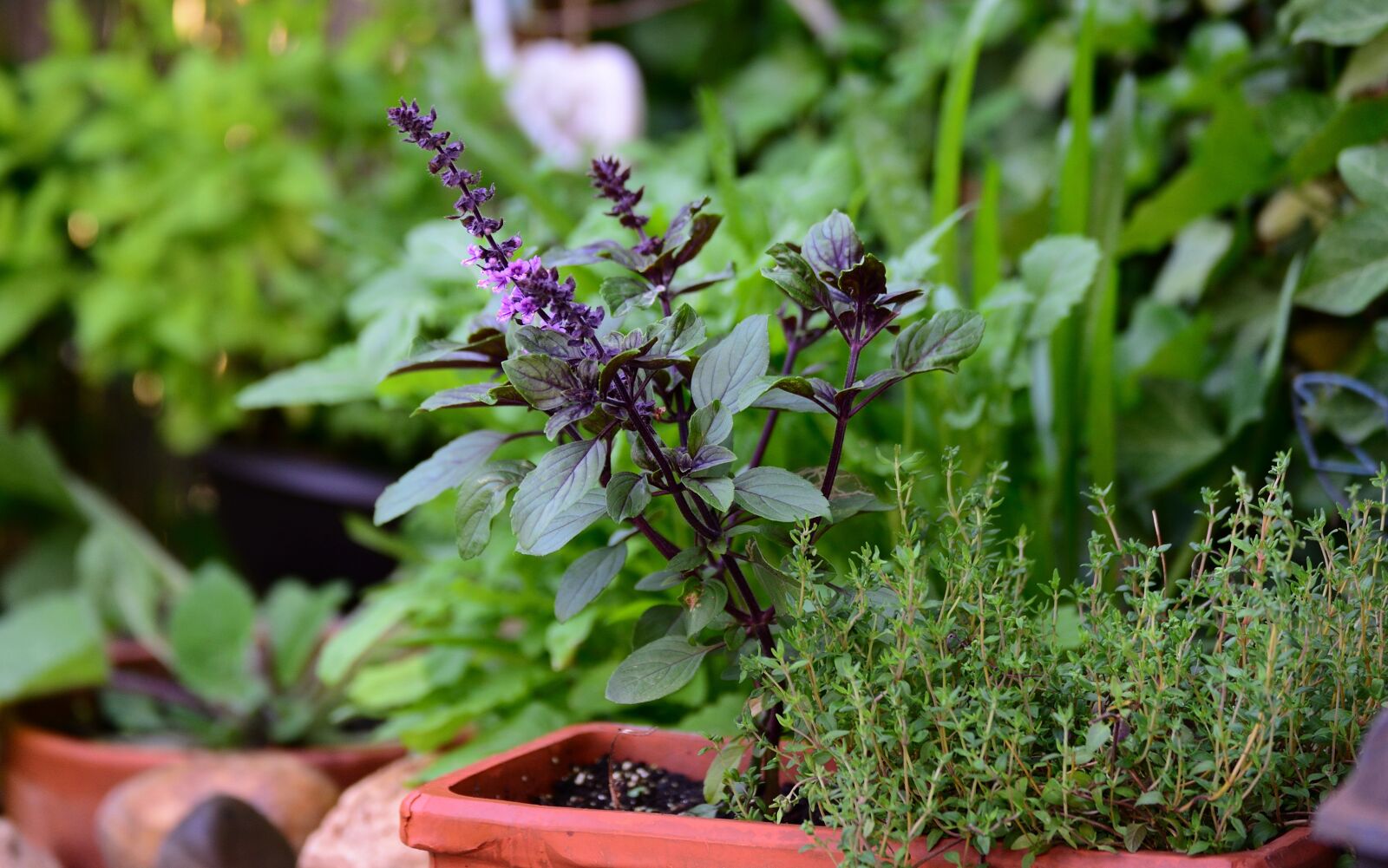 Nikon D610 sample photo. Basil bush basil, thyme photography