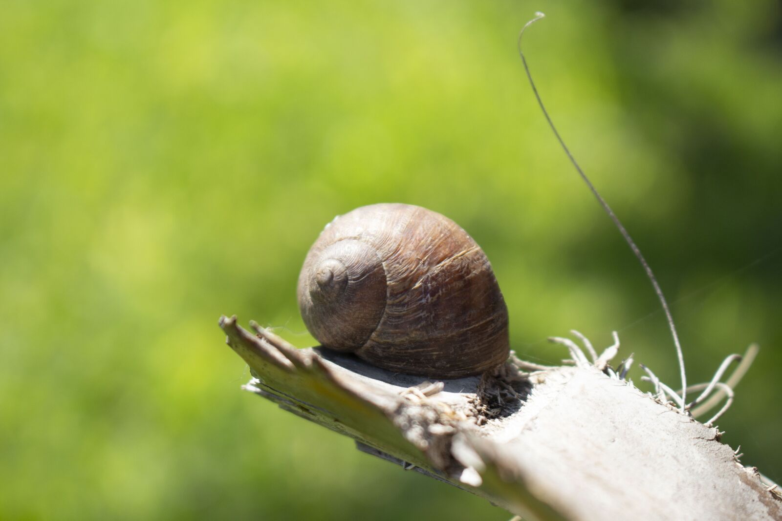 Canon EOS 700D (EOS Rebel T5i / EOS Kiss X7i) sample photo. Snail, slow, shell photography