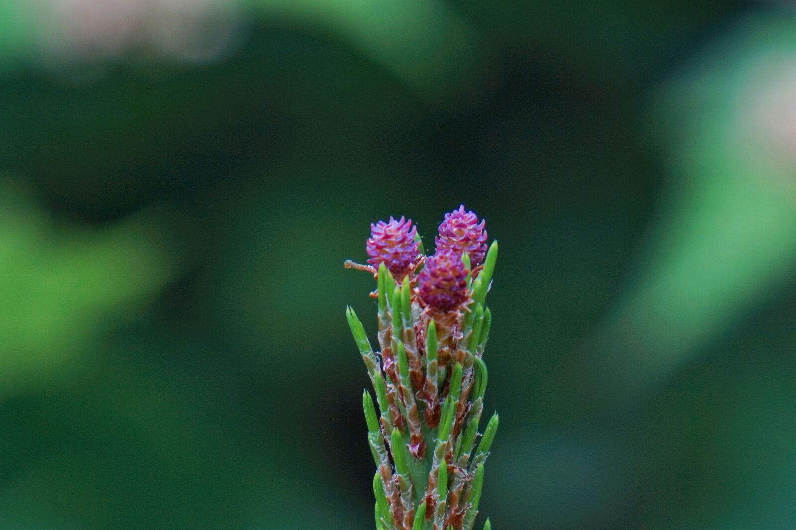 Sony Alpha a5000 (ILCE 5000) sample photo. Pine cancer flower, pine photography