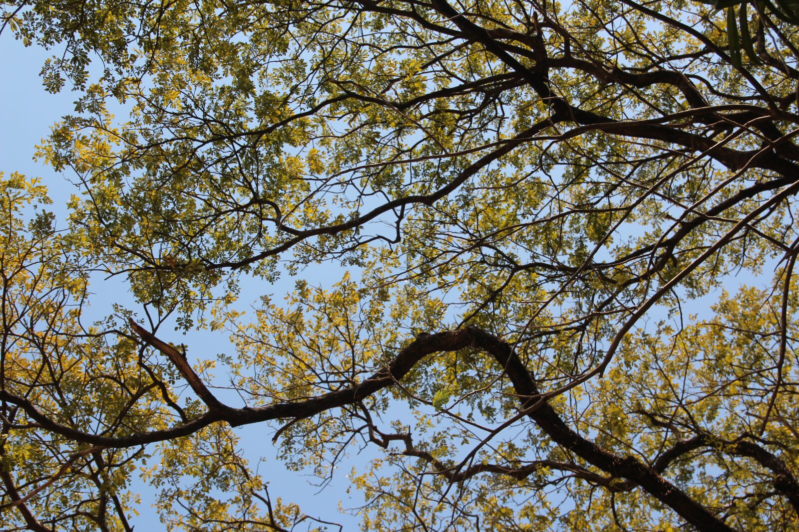 Canon EOS 600D (Rebel EOS T3i / EOS Kiss X5) sample photo. Tree, top, crown photography