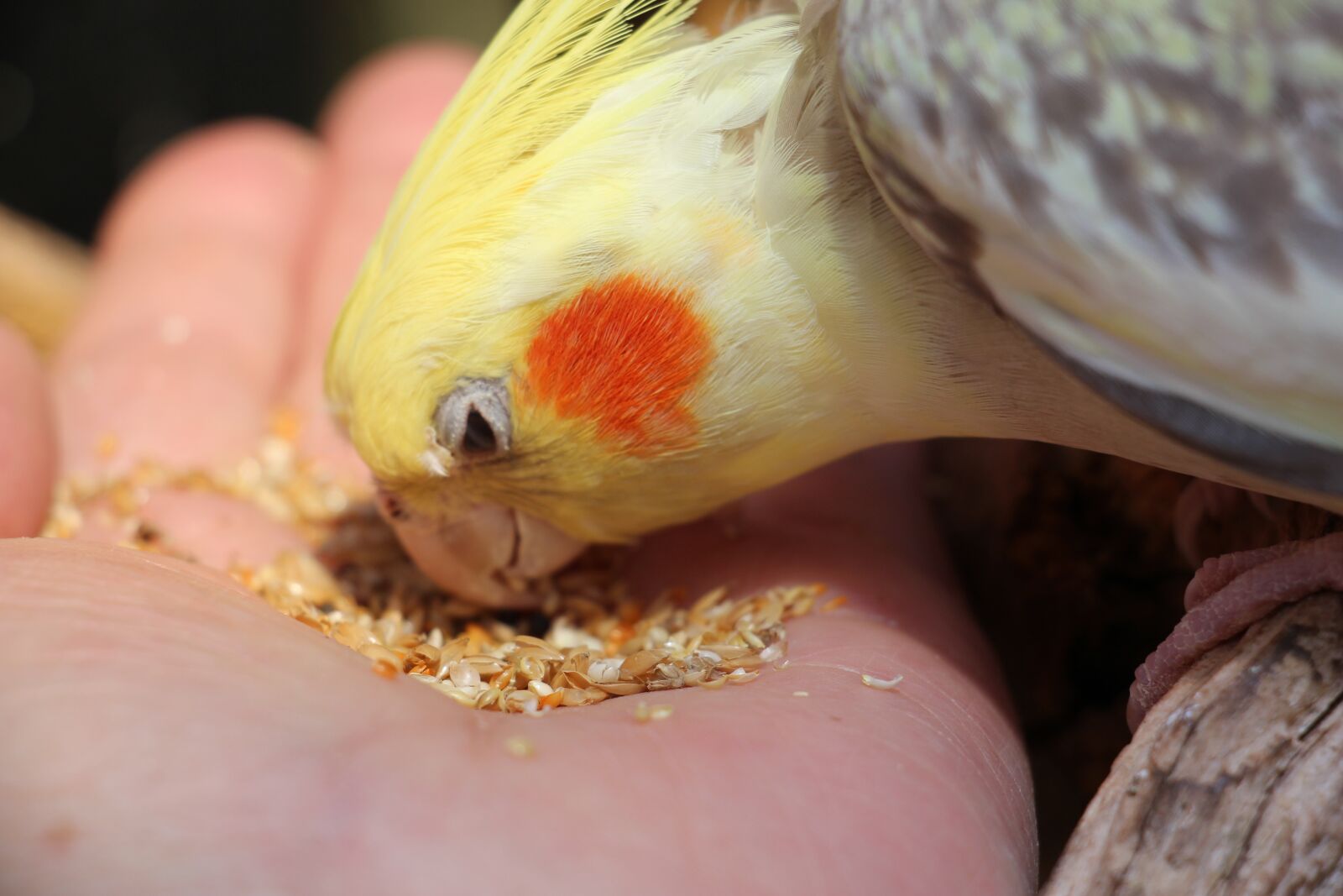 Canon EOS 700D (EOS Rebel T5i / EOS Kiss X7i) sample photo. Nature, nymphensittch, bird photography