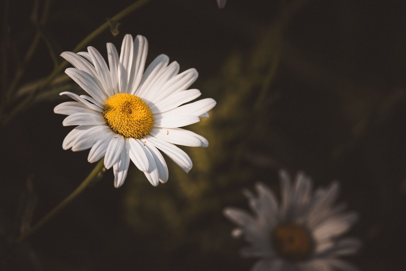 Nikon D750 sample photo. Marguerite, composites, flower photography