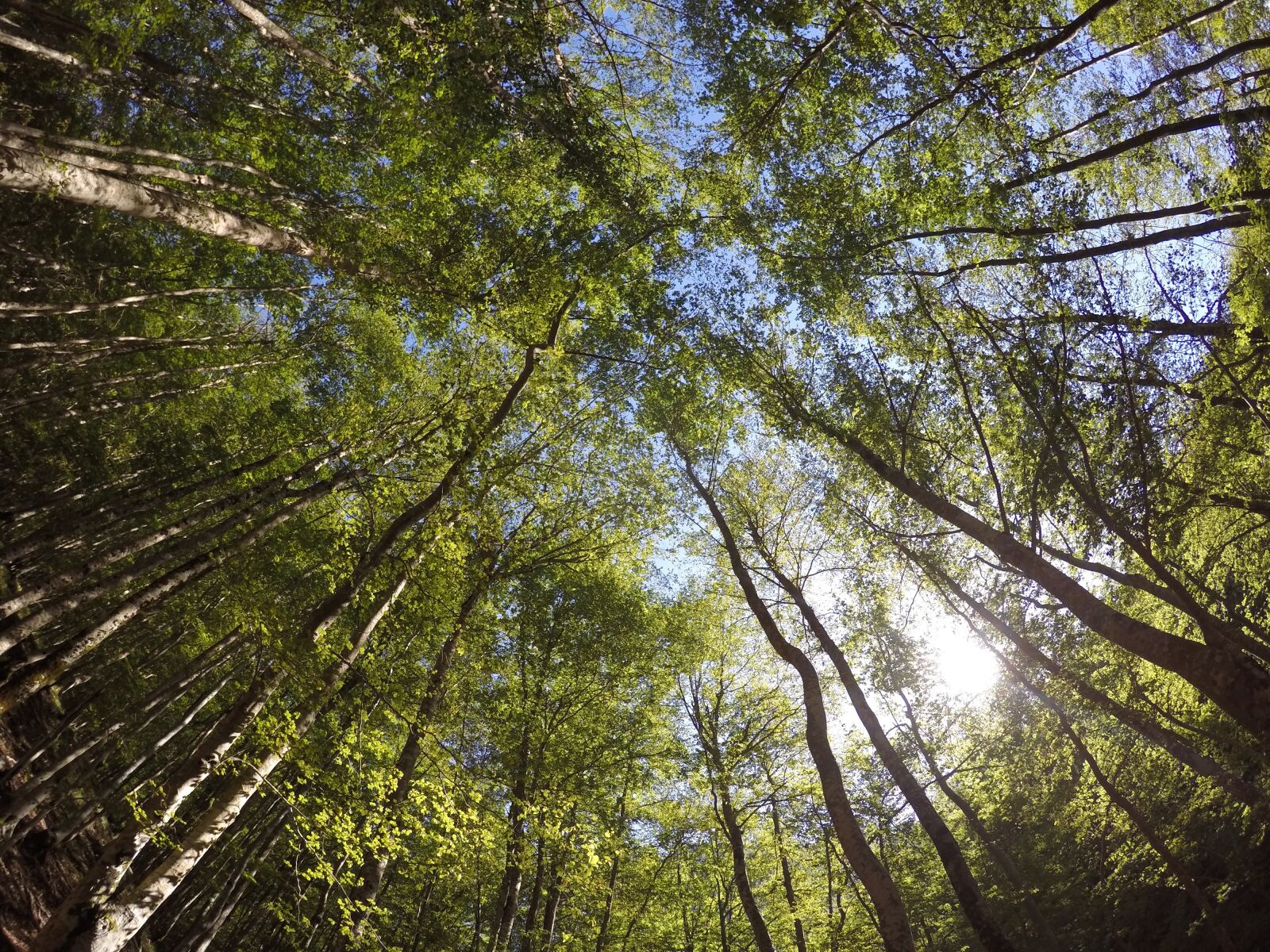 GoPro HERO4 Silver sample photo. Trees, national park, ferragosto photography
