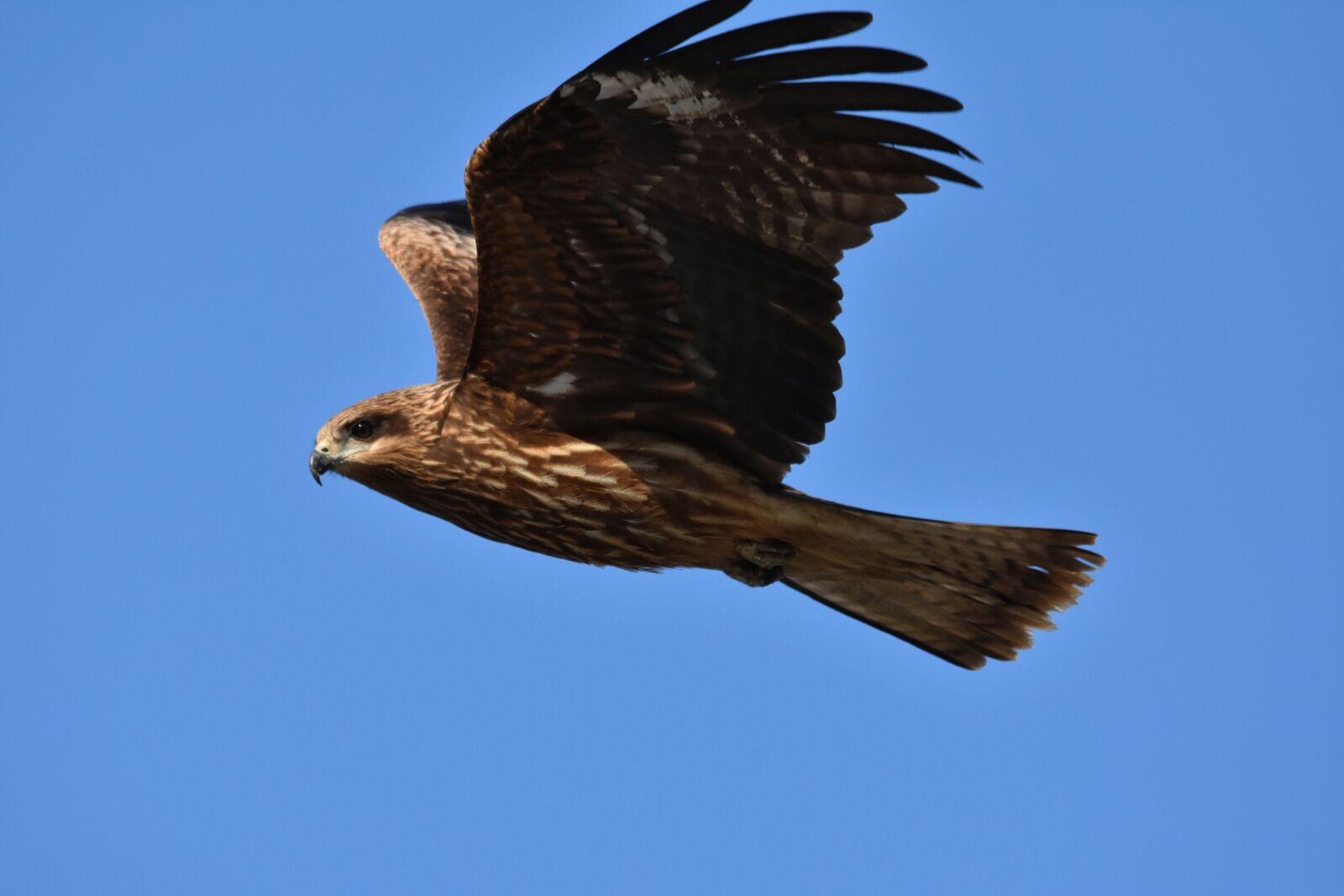 Nikon D7200 sample photo. Animal, sky, bird photography