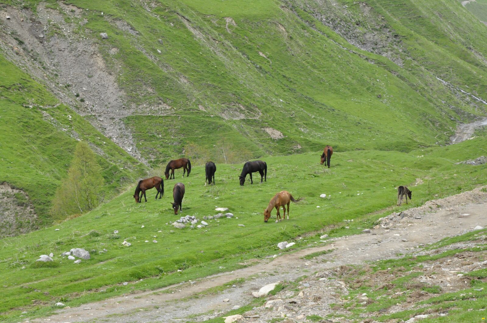 Nikon D90 sample photo. Georgia, horses, the horse photography