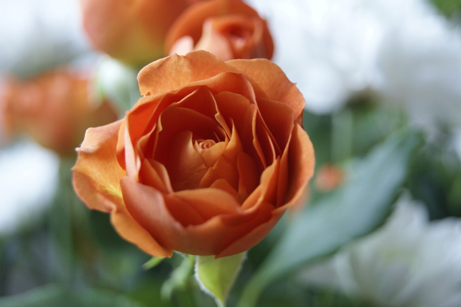 Sony Alpha DSLR-A380 sample photo. Orange flower, rose, rose photography