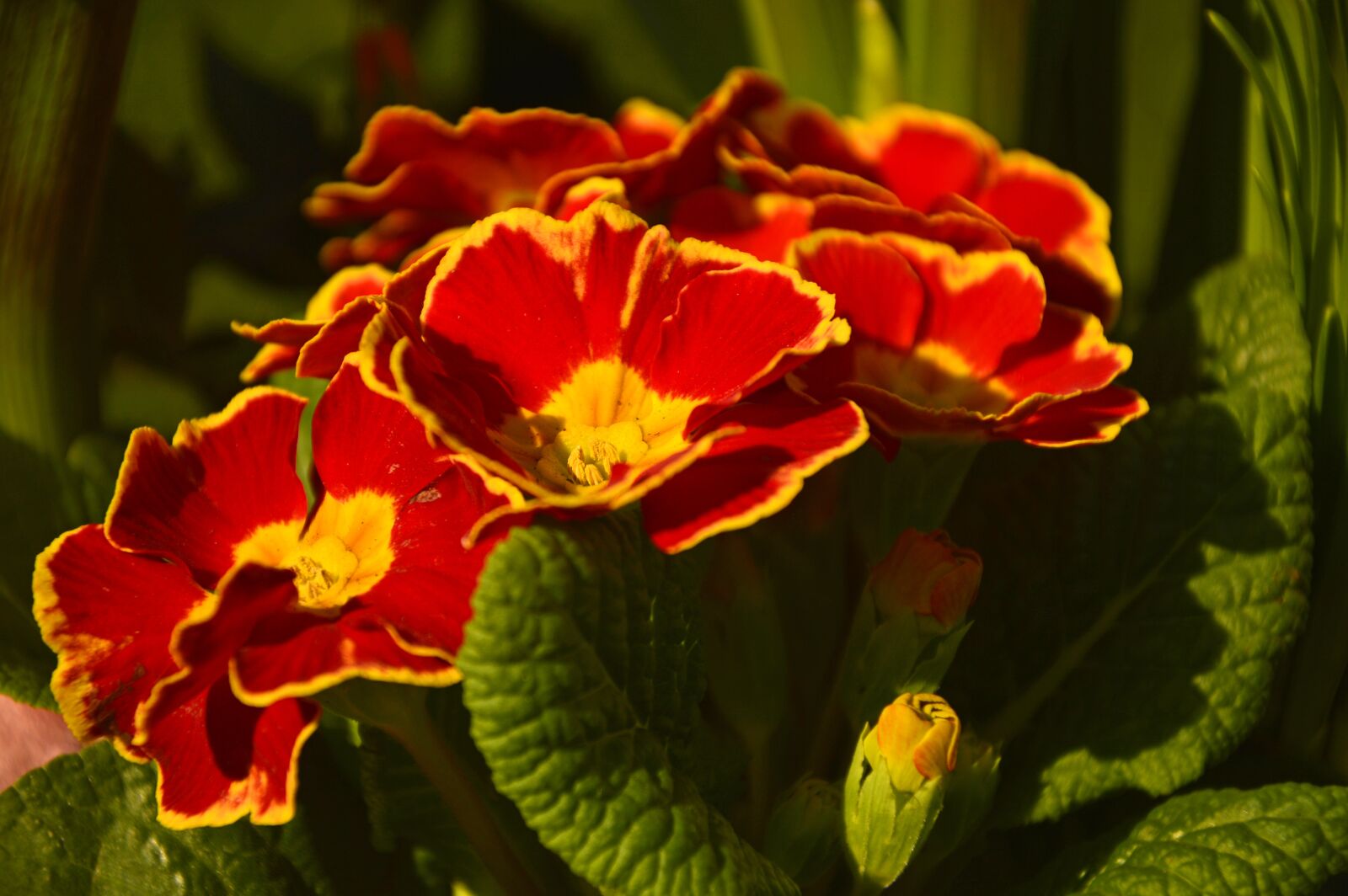 Nikon D3200 sample photo. Primroses, primula, primulaceae photography