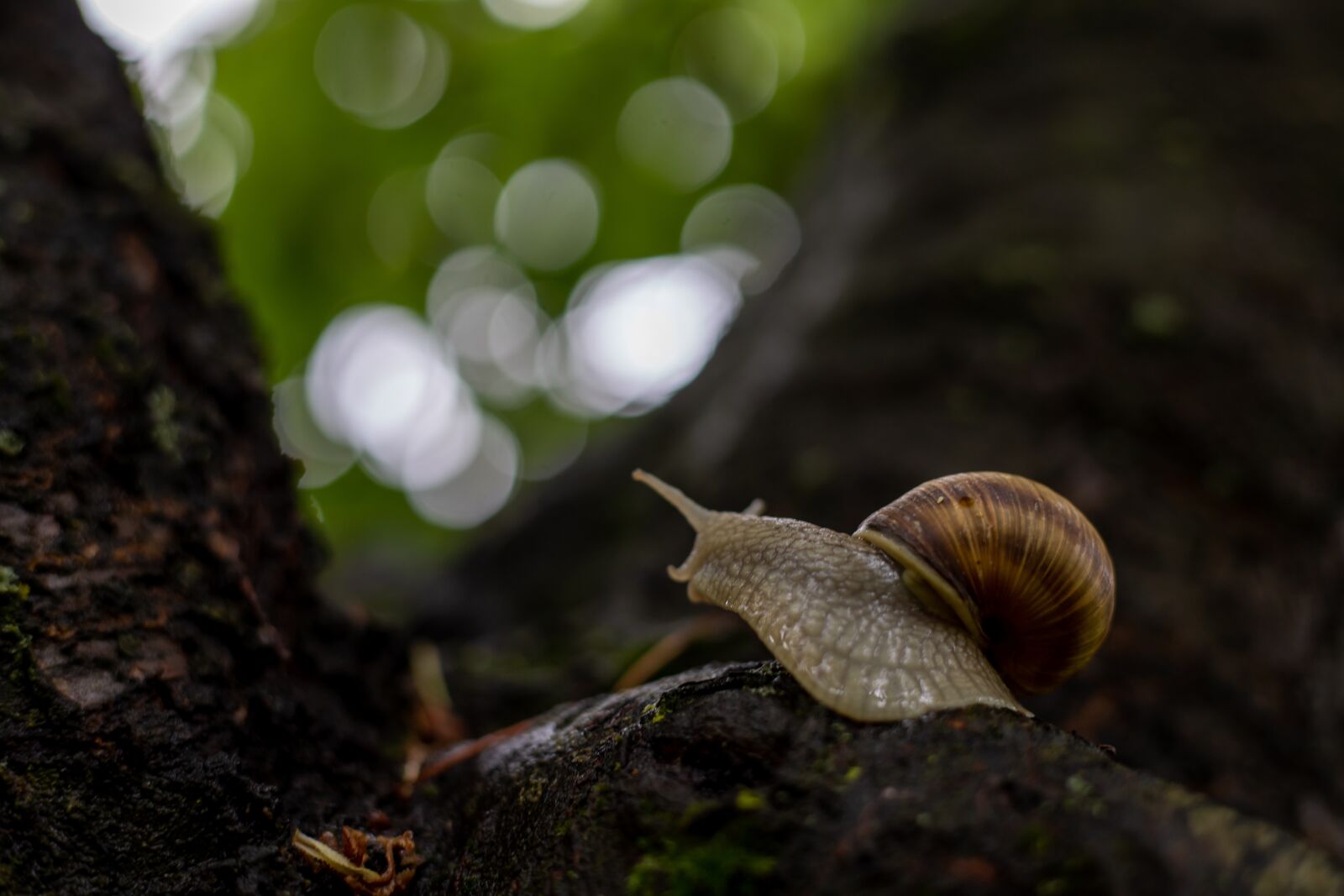Canon EOS 6D Mark II + Canon EF 50mm F1.8 STM sample photo. Snail, tree, nature photography
