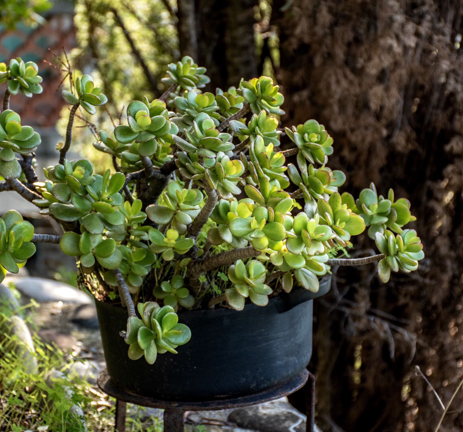 Nikon D5600 sample photo. Potted plant, vegetation, garden photography
