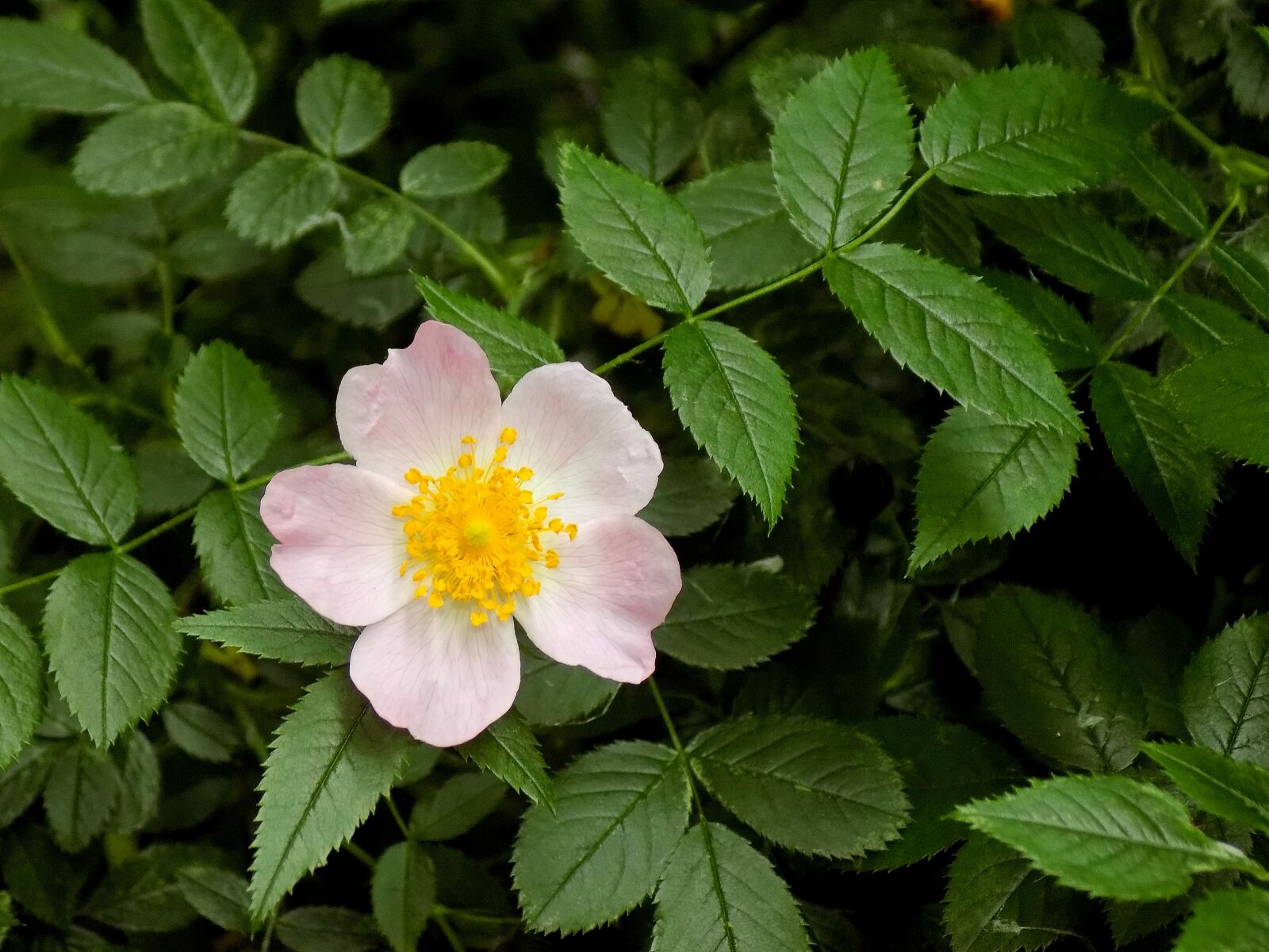 Nikon COOLPIX L330 sample photo. Rose, nature, sheet photography