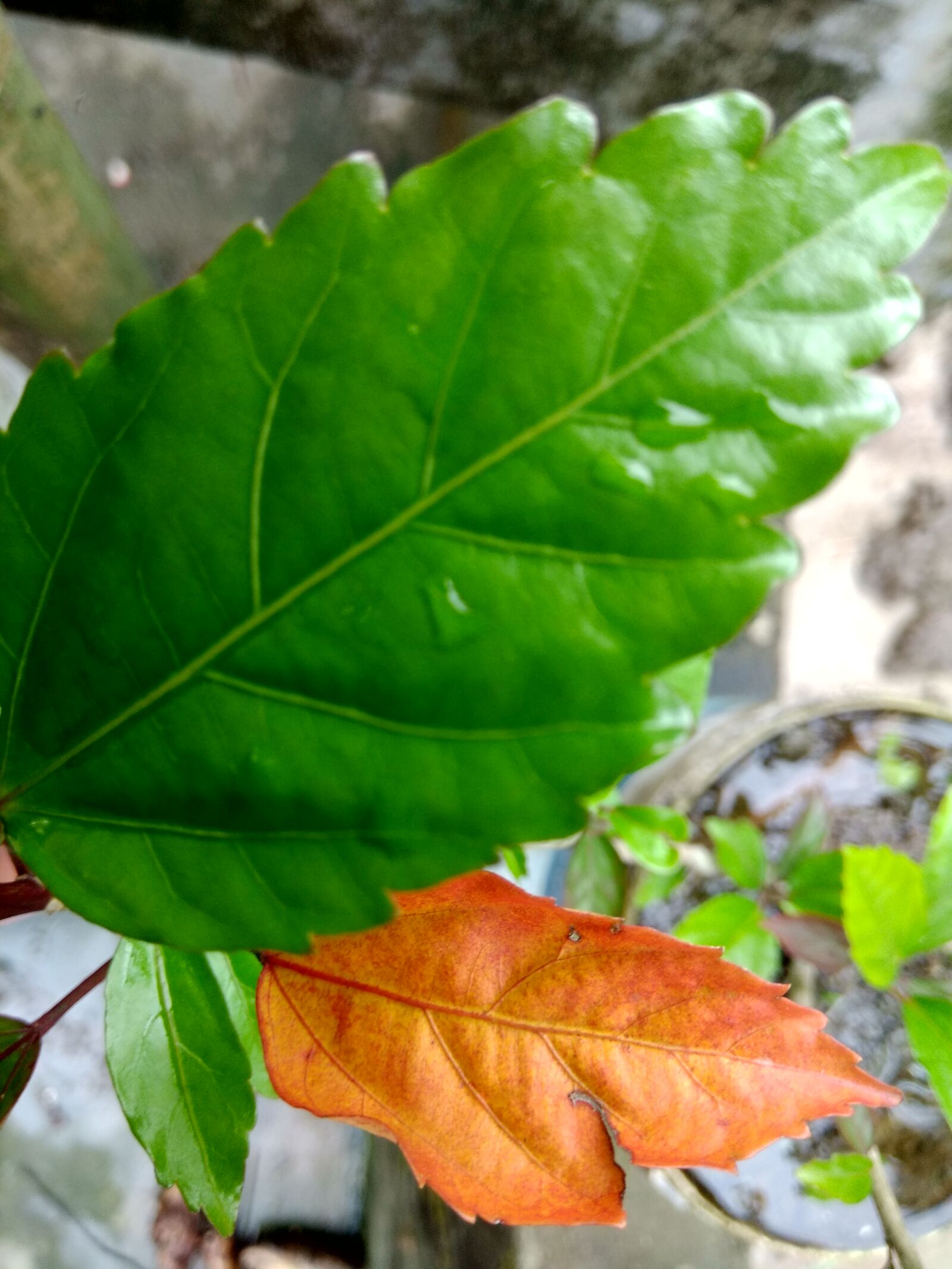 Xiaomi Redmi Note 4 sample photo