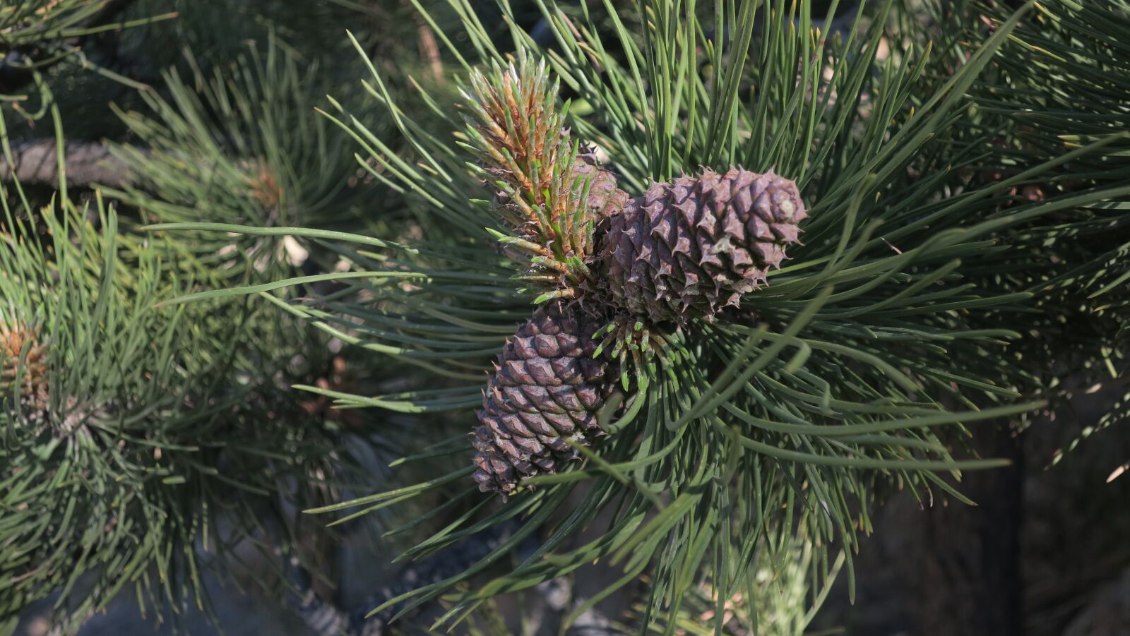 Canon PowerShot G9 X sample photo. Tree, pine cone, colorado photography