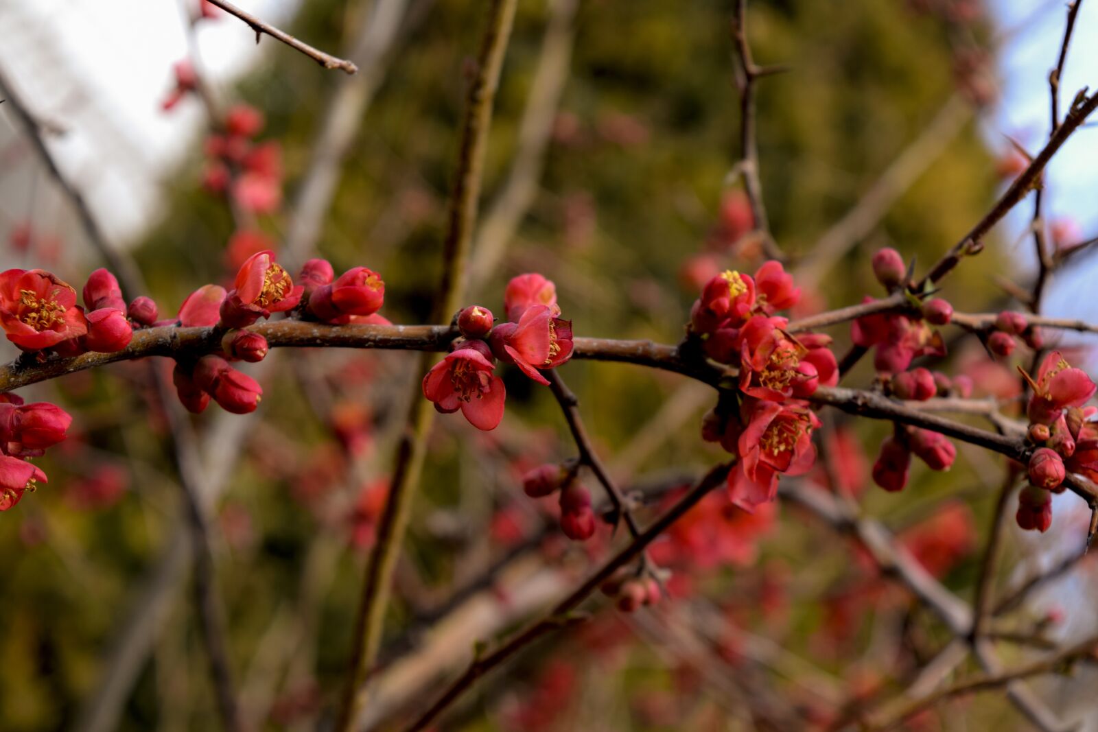 Nikon D5300 sample photo. Spring, tree, pink photography