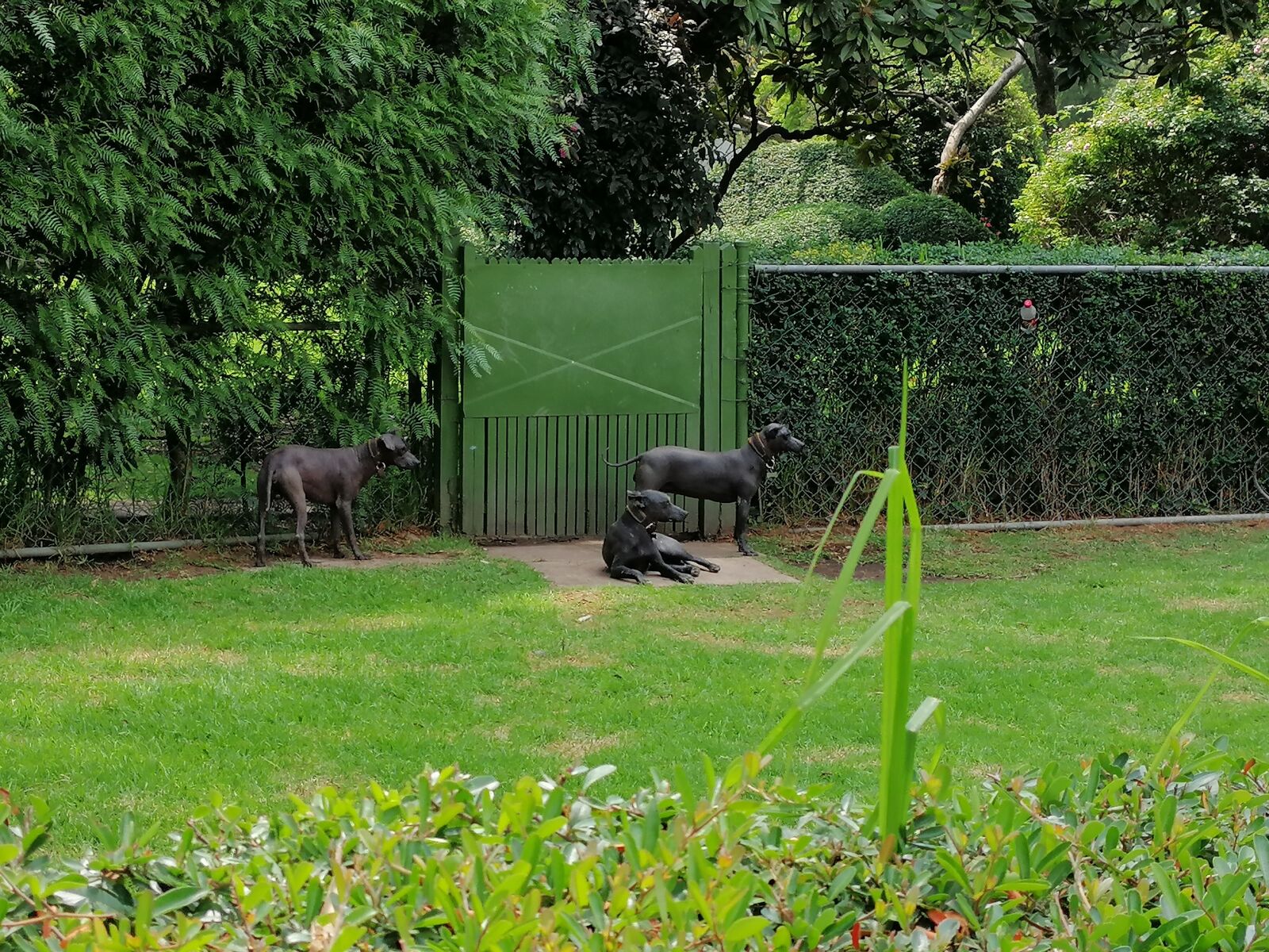 HUAWEI SNE-LX3 sample photo. Dog, garden, house photography