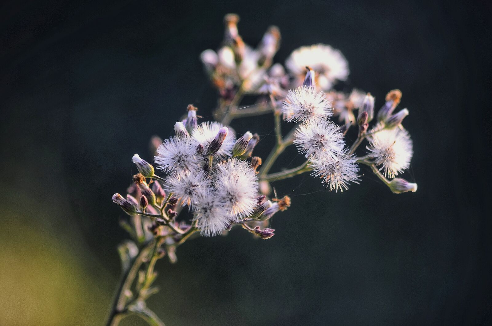 Nikon D5100 sample photo. Flower, white, beautiful photography