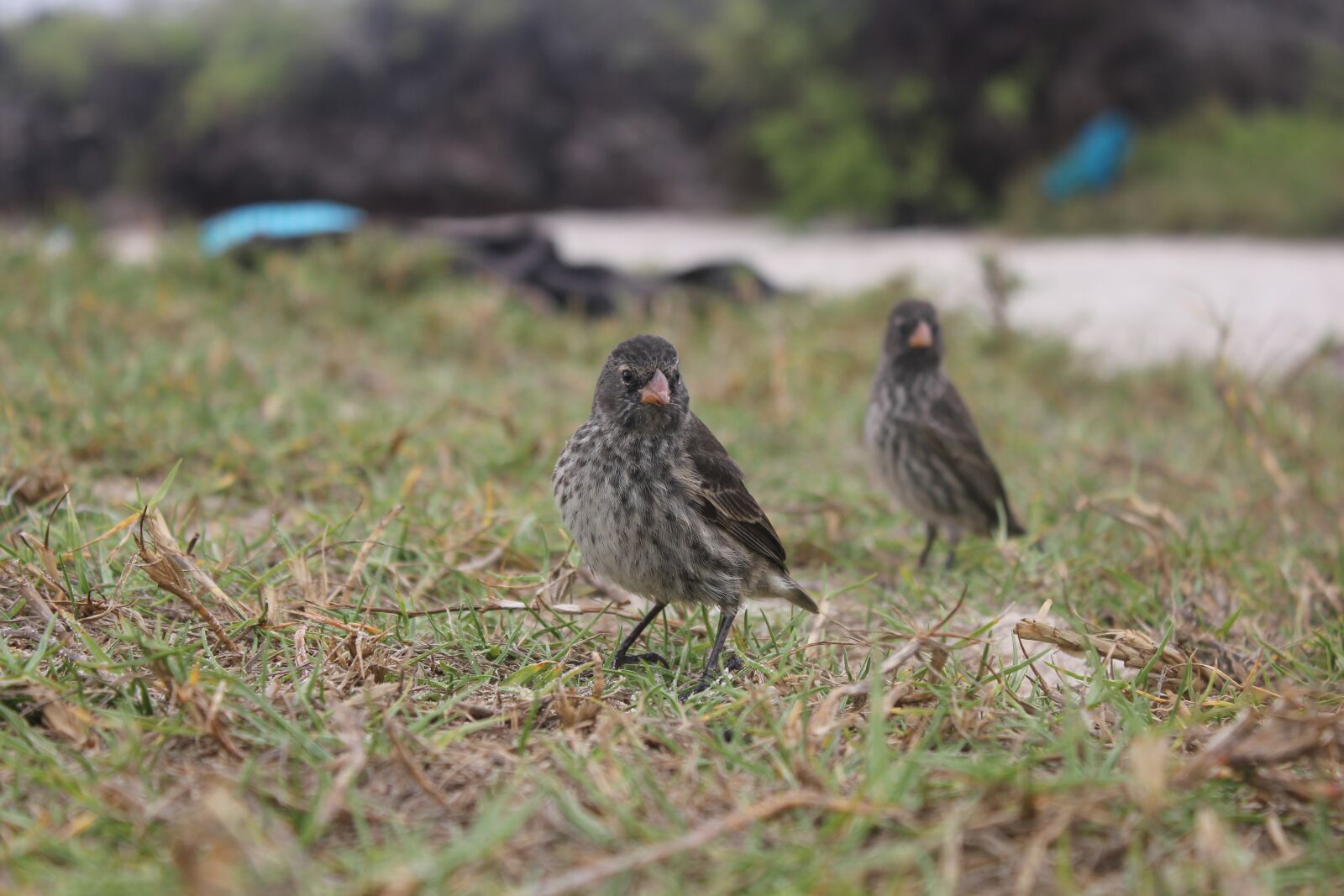 Canon EOS 550D (EOS Rebel T2i / EOS Kiss X4) sample photo. Darwin finch, bird, sparrows photography