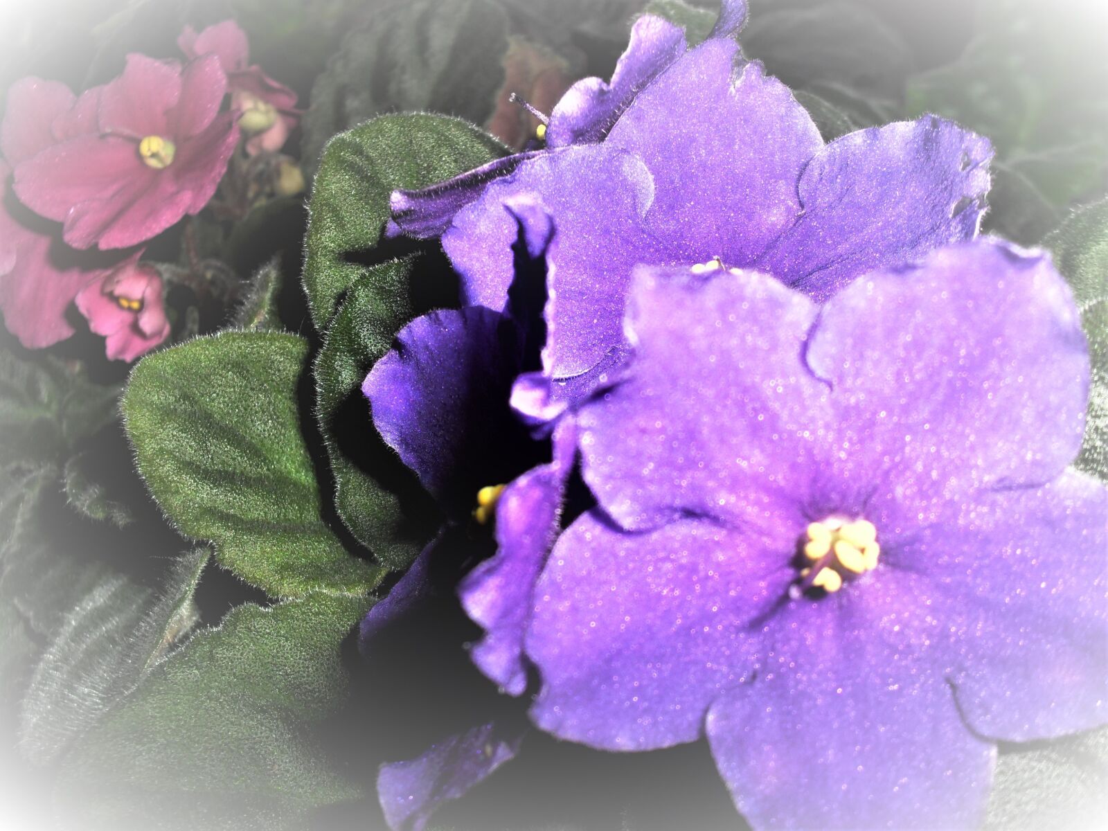 Samsung ES60 / VLUU ES60 /  SL105 /  ES63 sample photo. Violet, african, blue photography