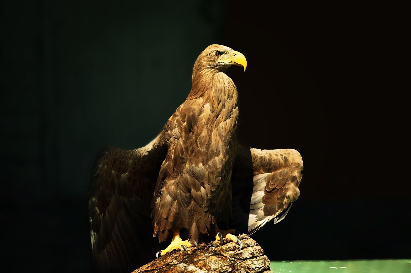 Nikon D90 sample photo. Eagle, orlan, bird photography