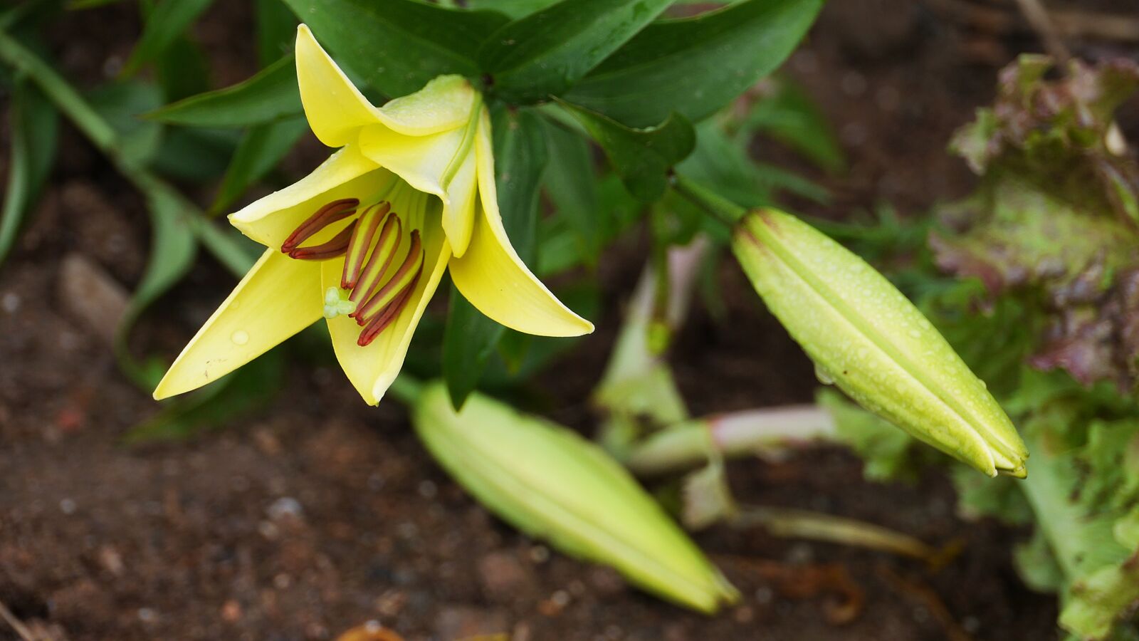 Panasonic Lumix DMC-GH3 sample photo. Wildflower, flowers, petal photography
