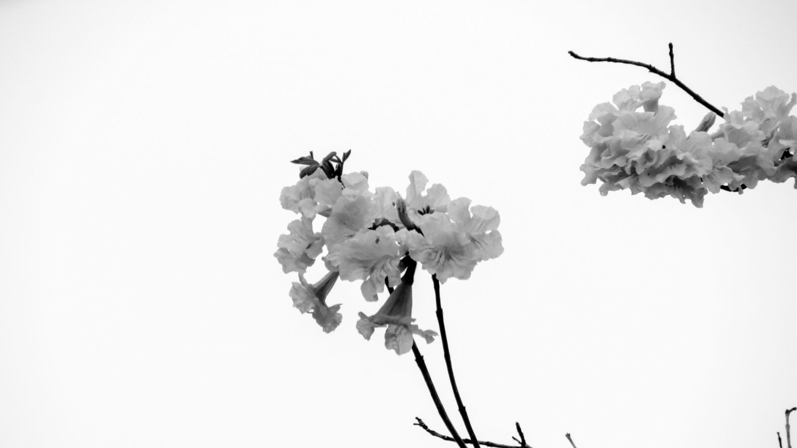 Canon PowerShot SX40 HS sample photo. Flowers, sky, spring photography