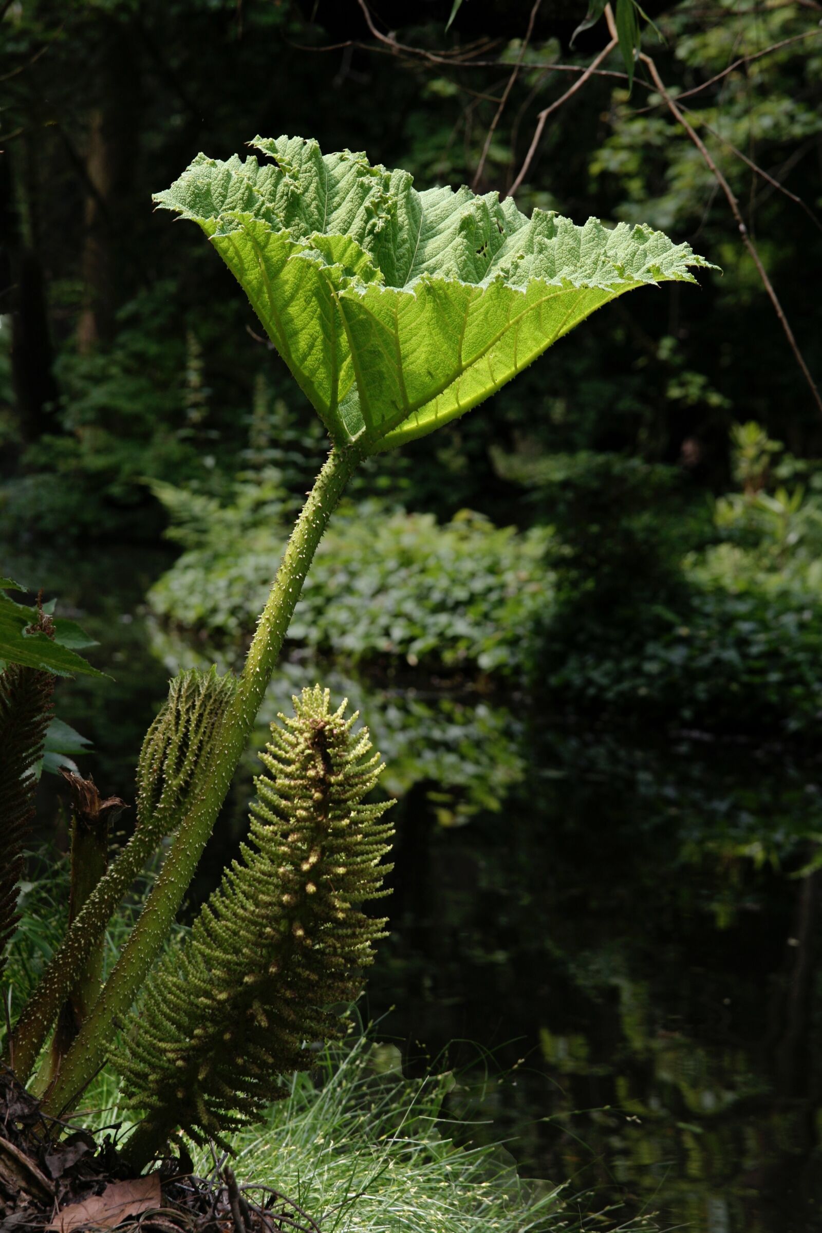 Canon EOS 400D (EOS Digital Rebel XTi / EOS Kiss Digital X) sample photo. Mammoth sheet, gunnera manicata photography