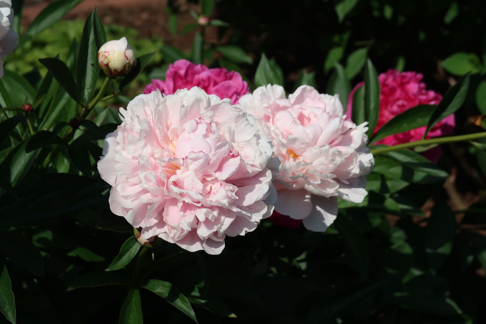 Canon PowerShot G7 X Mark II sample photo. Flower, pink, garden photography